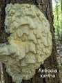 Antrodia xantha-amf2232